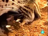 Leones vs Leopardos Animales Salvajes - Documentales Completos