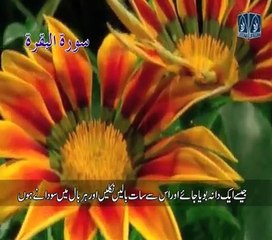 al-quran-surah-baqra-with-urdu-translation-ayaats-on-sadqa-o-kheraat