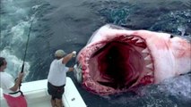Le plus gros requin du monde