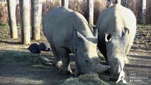 Angus et Wami, rhinocéros blancs du Parc Zoologique de Paris