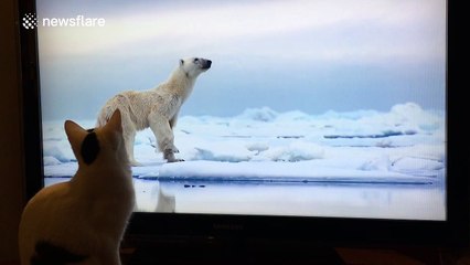 Kitten amazed by polar bear in David Attenborough TV show