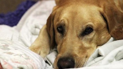 Dog impaled with 5-foot rod walks out of hospital with tail wagging