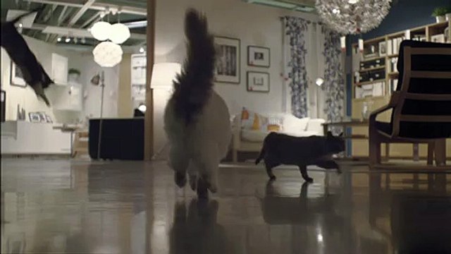 100-chats-laches-dans-un-ikea