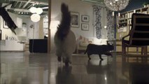 100-chats-laches-dans-un-ikea