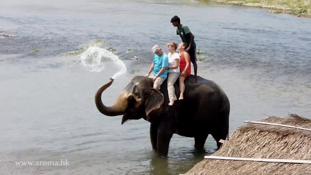 Nepal Royal Chitwan National Park 尼泊爾哲雲/奇旺國家公園大象洗澡