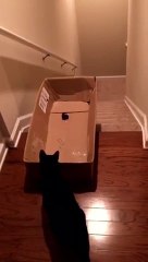 Idée Stupide du jour : faire plonger un Chat dans les Escaliers