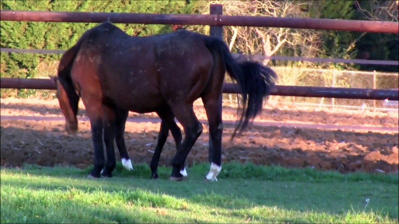 Fibonacci 5 mois dans une semaine