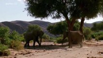 Documentaire Français Les Eléphants Du Désert (Complet)