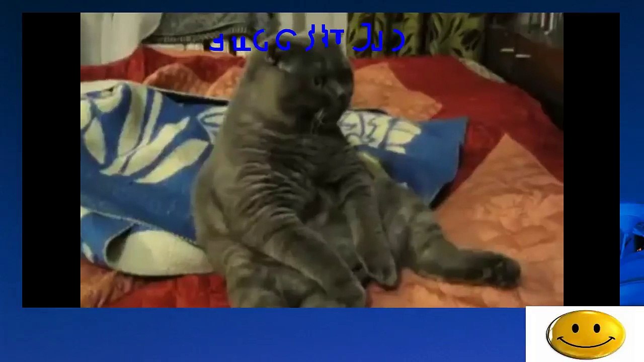 A cat watching with great interest on the news - New 2015