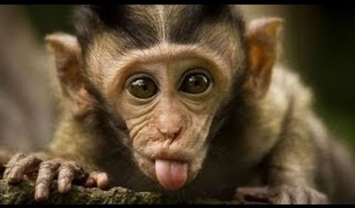 Animal funny compilation 2015