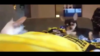 Clip hài hước chó và mèo Tổng hợp Clip hài hước nhất chó và mèo
