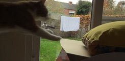 Jumping Cat Has an Epic Fall