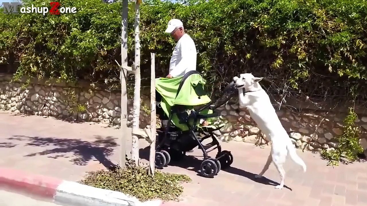 Funny Dogs Acting Like Humans Compilation 2015