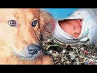 Abandonné quelques minutes après sa naissance, ce bébé est sauvé par un chien