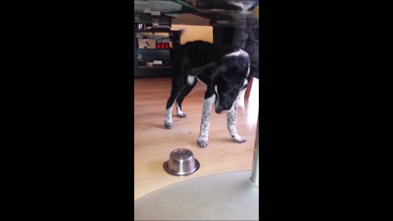 a dog's life ;-)