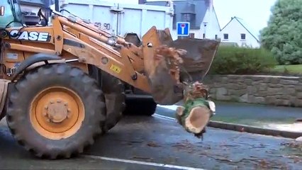 Comme un arbre dans la Ville