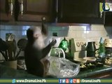 Monkey Caught Stealing Grapes, then see what Happen,,,