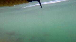 Tiburón blanco casi se devora el brazo de un turista que estaba en una jaula de buceo
