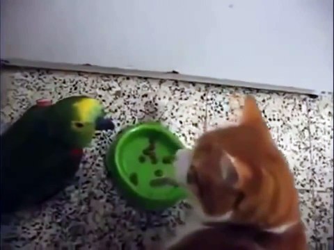 Попугай хамит за завтраком коту и получает за это сполна)))))