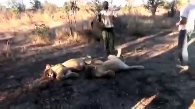 Львица чихнула Прикол юмор ржач смешное видео