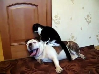 Funny Cat Videos 2015 - Funny Animals .Массаж для собаки