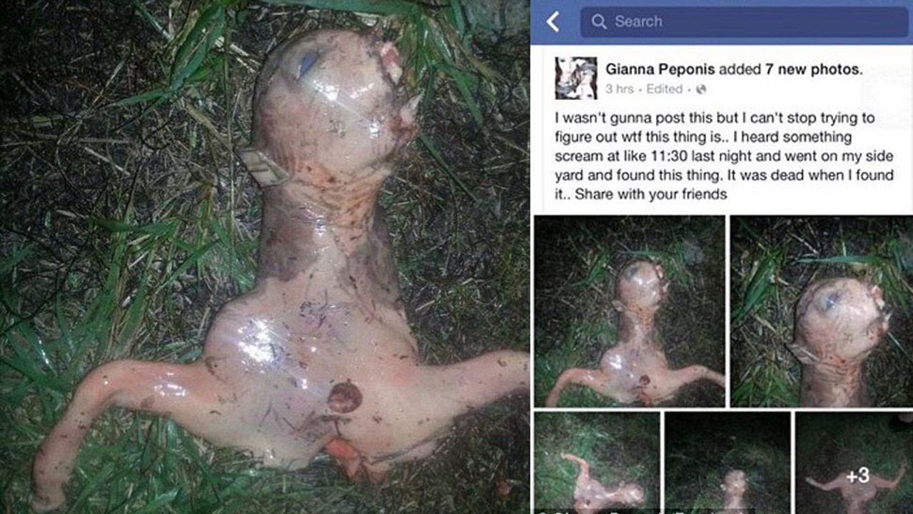 Mysterious Alien Creature Found in Womens Backyard-California