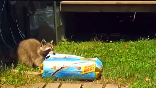 Les meilleures vidéo drôles vidéos drôles Latest