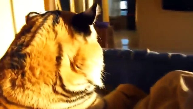 Домашний ручной Тигр лежит в кроватке