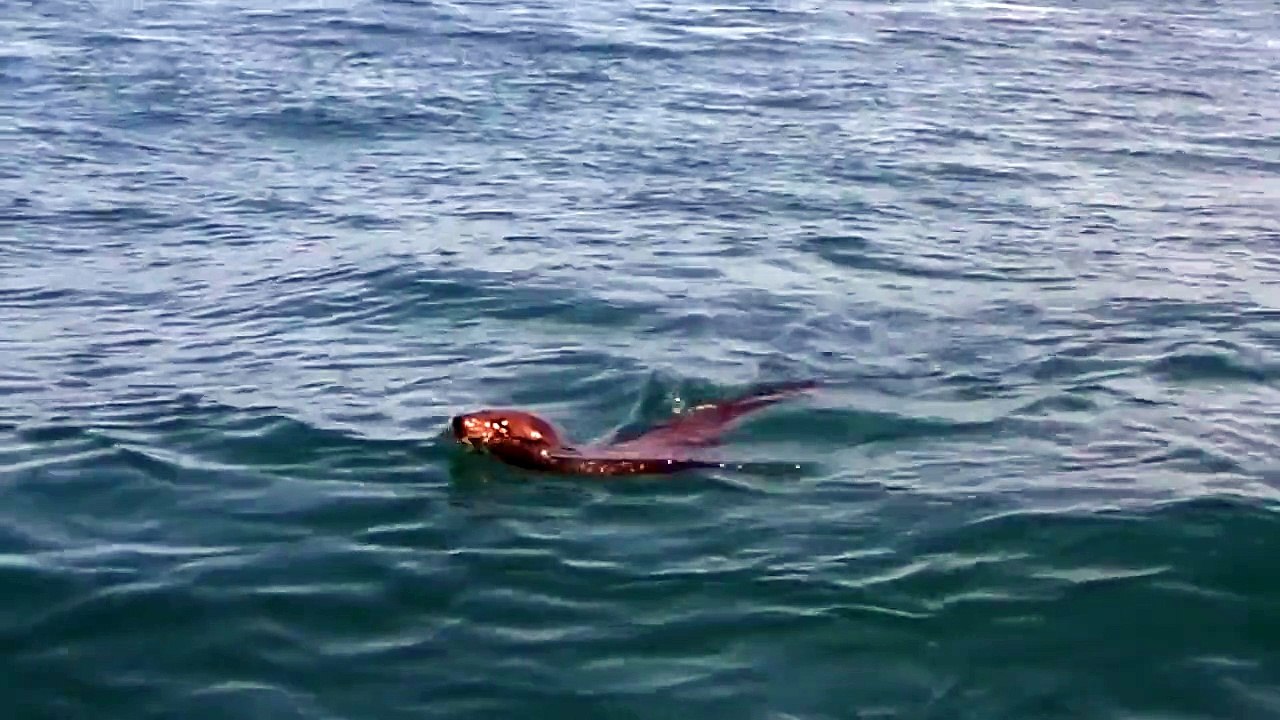 Foca escoge ballena como tabla de surf