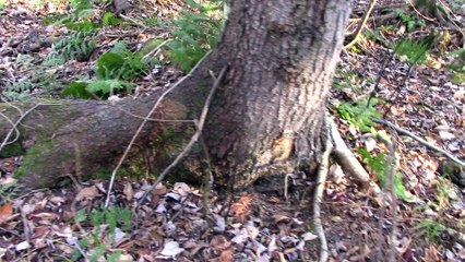 roméo et juliette naturellement