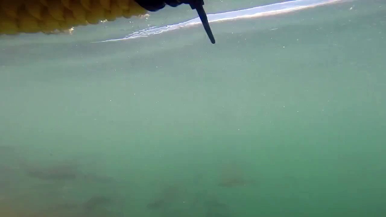 Un grand requin blanc attaque un plongeurs