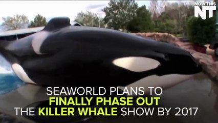 SeaWorld To Phase Out Killer Whales