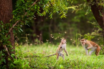 Au Royaume des Singes - Extrait - Un repas de fête