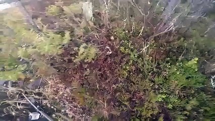 Son chien est coincé dans un lac gelé ... regardez sa réaction !