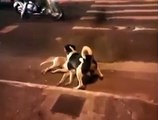 Araba çarpan arkadaşını korumaya çalışan köpek - Komik videolar - Funny videos