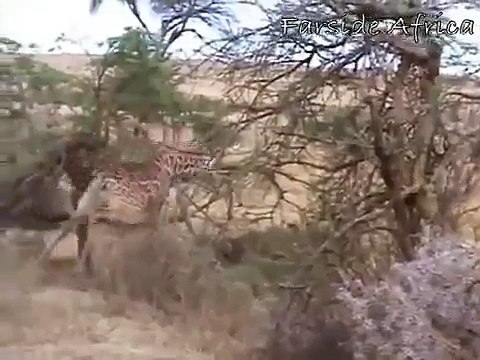 Aslan Katili Zürafa - Komik videolar - Funny videos