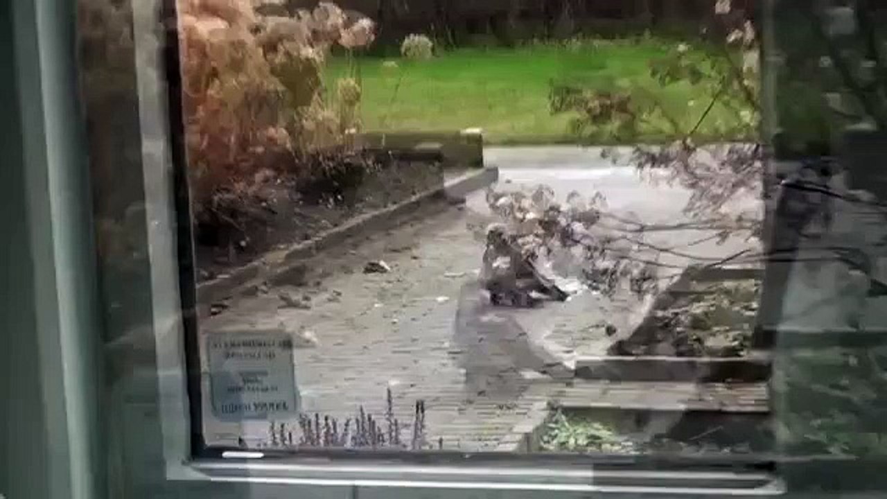 Atmaca Güvercini Böyle Yakalıyor - Komik videolar - Funny videos