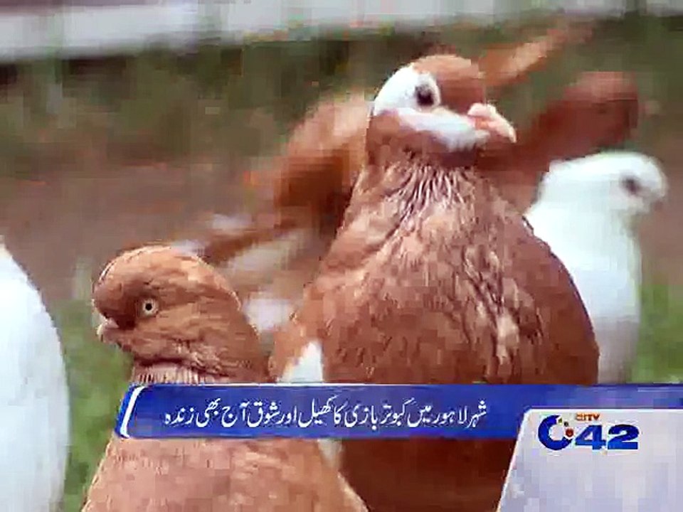 Pigeon species: report from Lahore