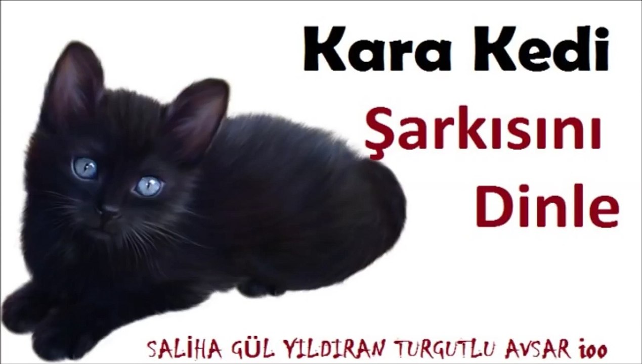 Güzeller Güzeli bir Kara Kedi Cocuk şarkısı Dinle,Miyav Miyav