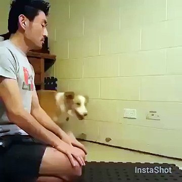 Même les chiens au japon son bien éduqués