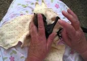 Unwrapping an Orphaned Baby Bat