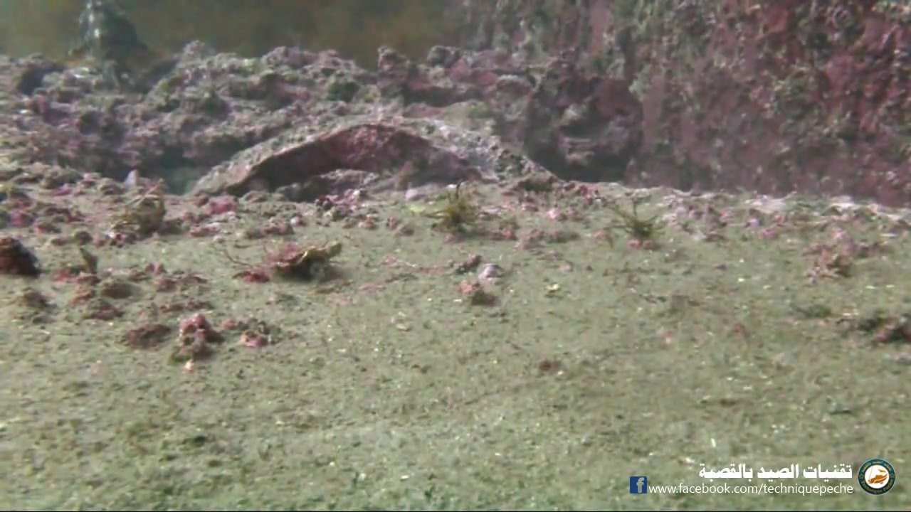 كيف يأكل السمك الطعم؟