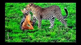 Leopard vs. Eagle vs. Lion vs. Hyena--XnVtIUny3U
