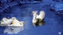 Yo Yo Ma The Swan Saint Saens