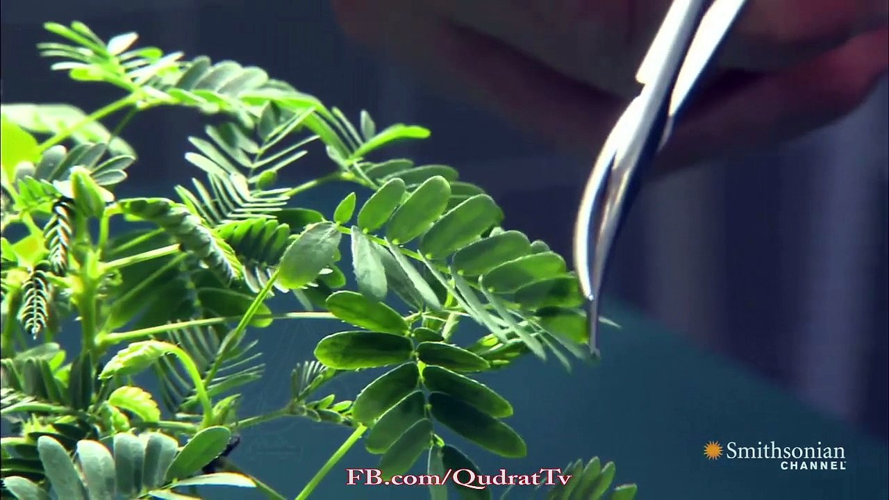 Do Plants Respond to Pain-
