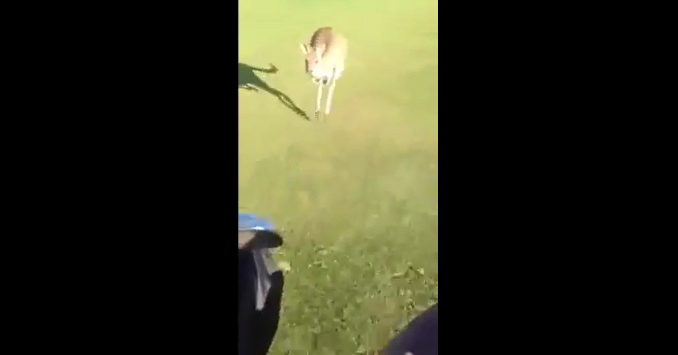 Kangaroo Chases Golfers