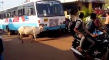 Indian Road Cow vs Bus Accident | Cow does not give way to bus