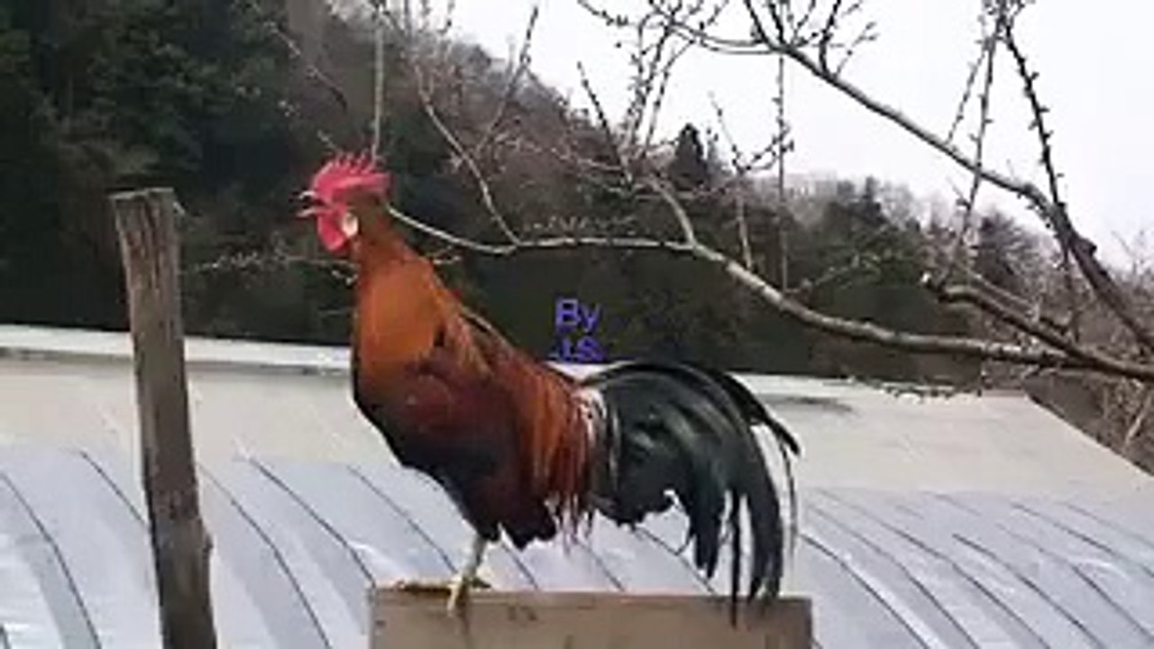 How is that a rooster such