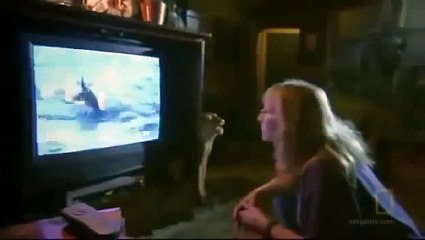 Shark Attack, Killer Whale vs Great White Documentary 2014 HD