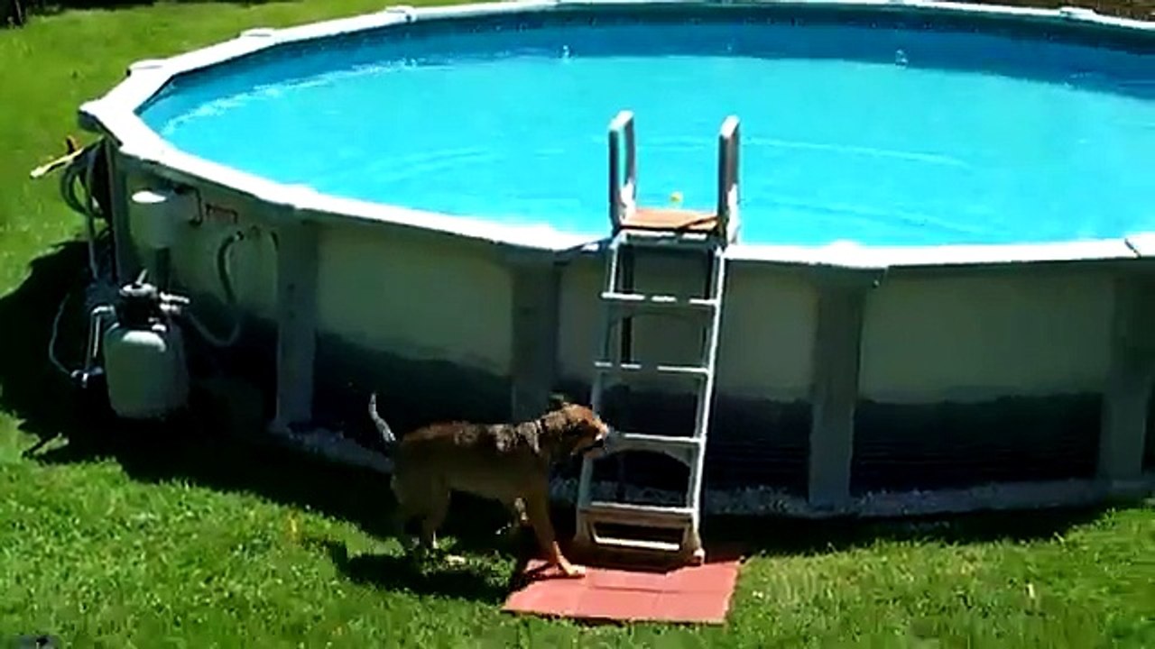Dog swimming